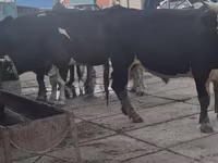 گاو نر, Simmental cattle — عکس 5