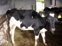 گاو ماده, Simmental cattle — عکس 4
