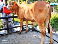 Banteng, Cattle — foto 4