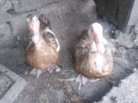 Domestic Muscovy — foto 3