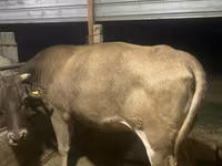 Krava, Swiss cattle — fotografija 1
