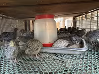 Quails — photo 2