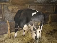 گاو نر, Simmental cattle — عکس 4