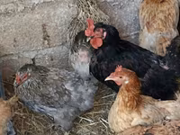Chickens — عکس 4