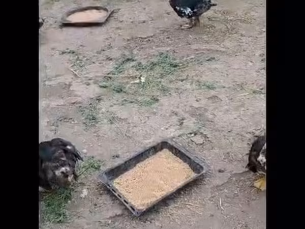 Ducks