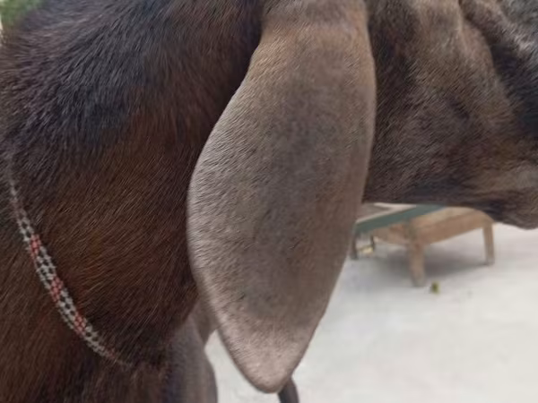 ভেড়ার পাঁঠা, Arashan sheep