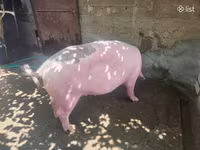 مادہ سؤر, سور — تصویر 1