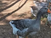 Geese — عکس 7