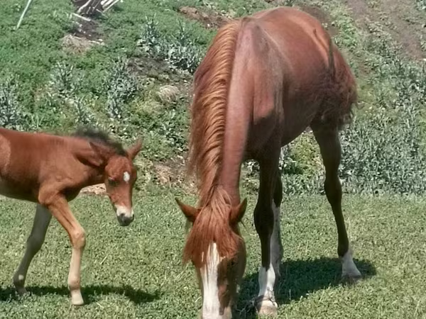 Faras dhaddig, Kazakh horse