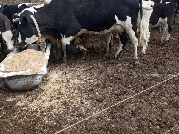 Vaca, Raza Holstein