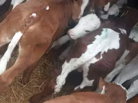 Lembu jantan, Simmental cattle — foto 3