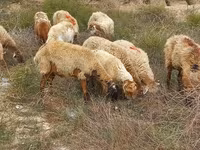 میش, گوسفند — عکس 6