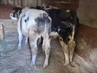 گاو نر, بلژیکی آبی — عکس 1