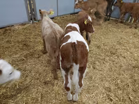 گاو ماده, Simmental cattle — عکس 3
