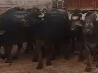 Sapi (batch, jenis kelamin tidak disebutkan), African Buffalo — foto 2