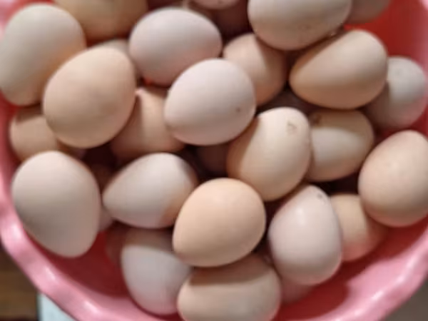 Ducks — Azerbaijan