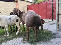 قوچ, Hissar sheep — عکس 2
