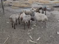 قوچ, گوسفند — عکس 4