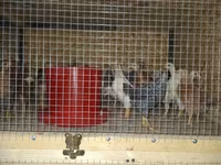 Chickens — zdjęcie 4