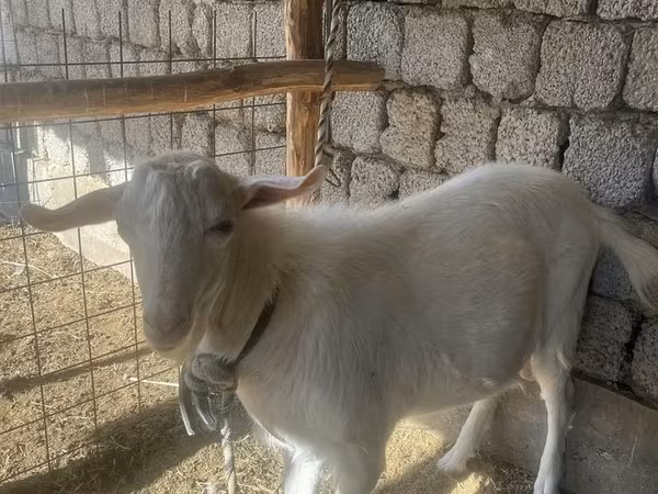 Caprone, Saanen goat