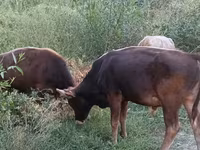 Bull, Cattle — photo 7