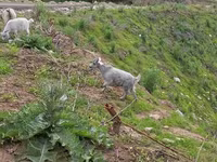 Koza, Alpine goat — zdjęcie 3