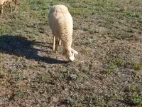 Får, Karabakh sheep — foto 7