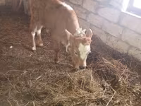 Ցուլ, Simmental cattle — լուսանկար 2