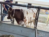 گاو ماده, Simmental cattle — عکس 4