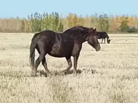 Caballo, Vladimir heavy draft — foto 8