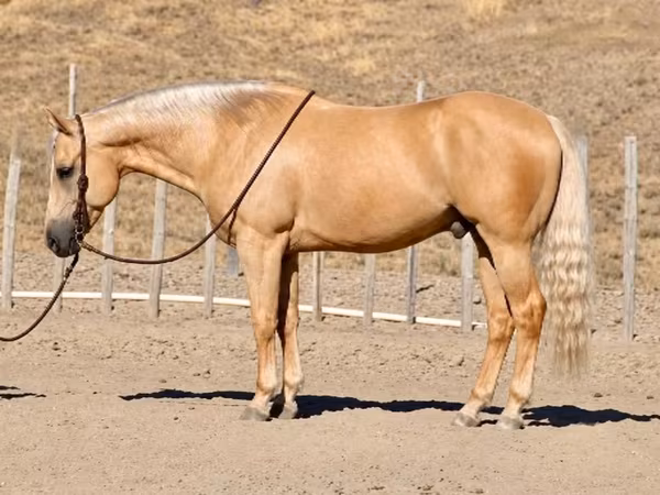 公马, Quarter Horse