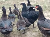 Ducks — عکس 1