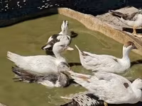 Ducks — foto 6