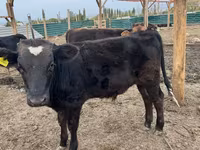 황소, Swiss cattle — 사진 1