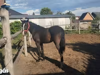 Бие, Dutch warmblood horse — 4-сурет