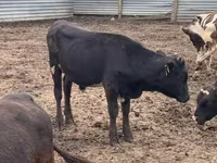 公牛, Swiss cattle — 照片 1