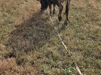 Vaca, Raza Alatau — foto 4