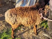 Πρόβατα (παρτίδα, φύλο μη καθορισμένο), Πρόβατα — φωτογραφία 8