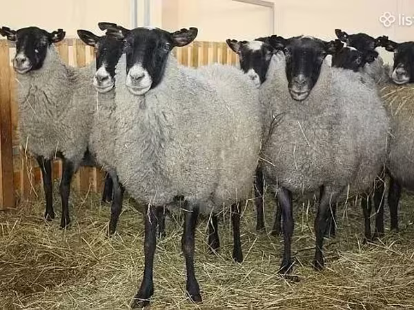 በግ, Romanov sheep