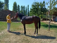 اسب نر, Thoroughbred horse — عکس 2
