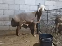 Koç, Arashan sheep — foto 4
