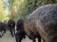 Wad, Sheep — sawirka 5