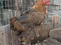 Chickens — zdjęcie 5
