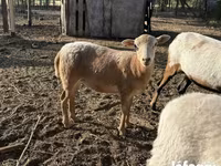 Owca, Cameroon sheep — zdjęcie 4