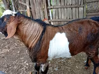 Ямааны ухна, Nubian Goat — 3 зураг
