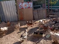 مسکوی خانگی — عکس 7