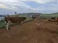 Bò cái, Gia súc — ảnh 3