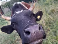 Kuh, Swiss cattle — Foto 2