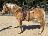 Kobila, Haflinger — fotografija 4