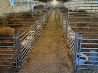 แกะตัวผู้, White Suffolk sheep — รูปภาพ 4
